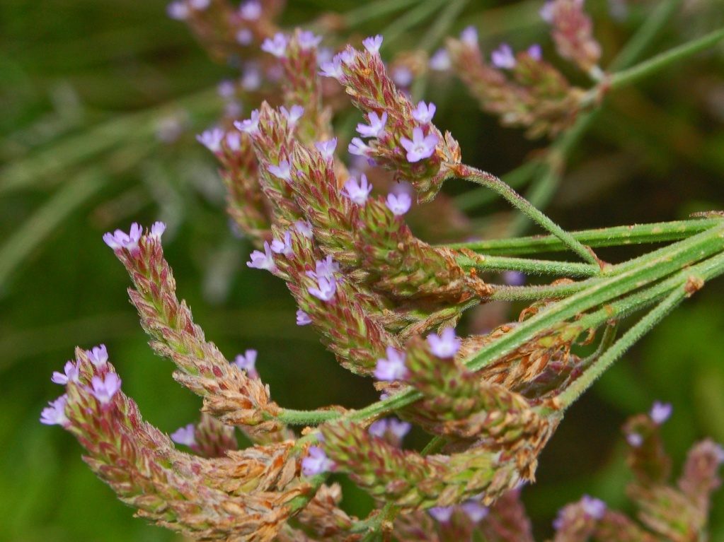 Verbena bonariensis